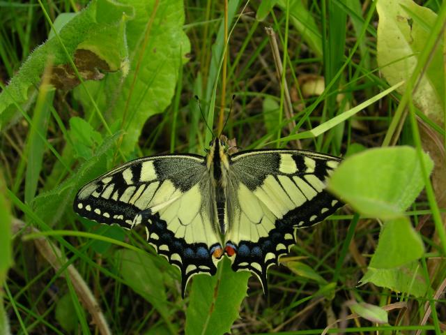 iphiclides-podalirius-640x480.jpg