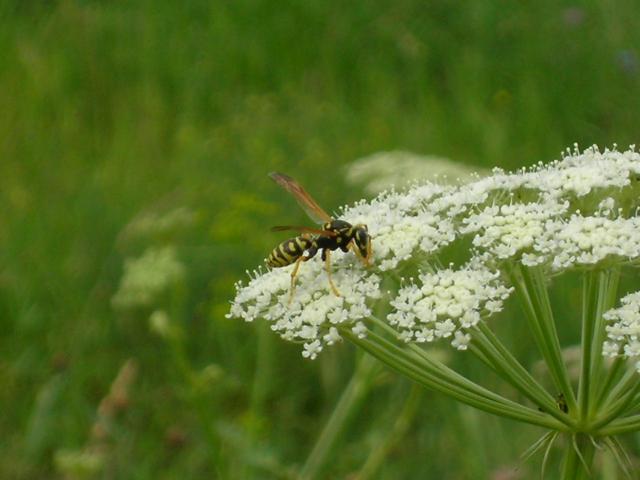 masarinae1-640x480.jpg