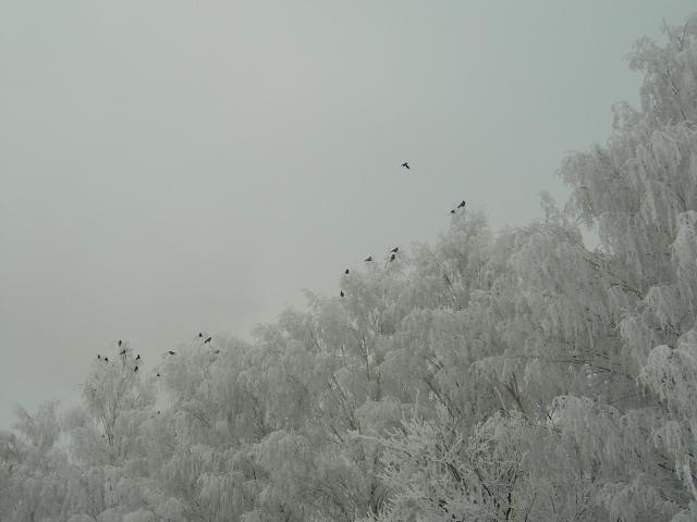 100-5577-GIMPed-640x480.jpg